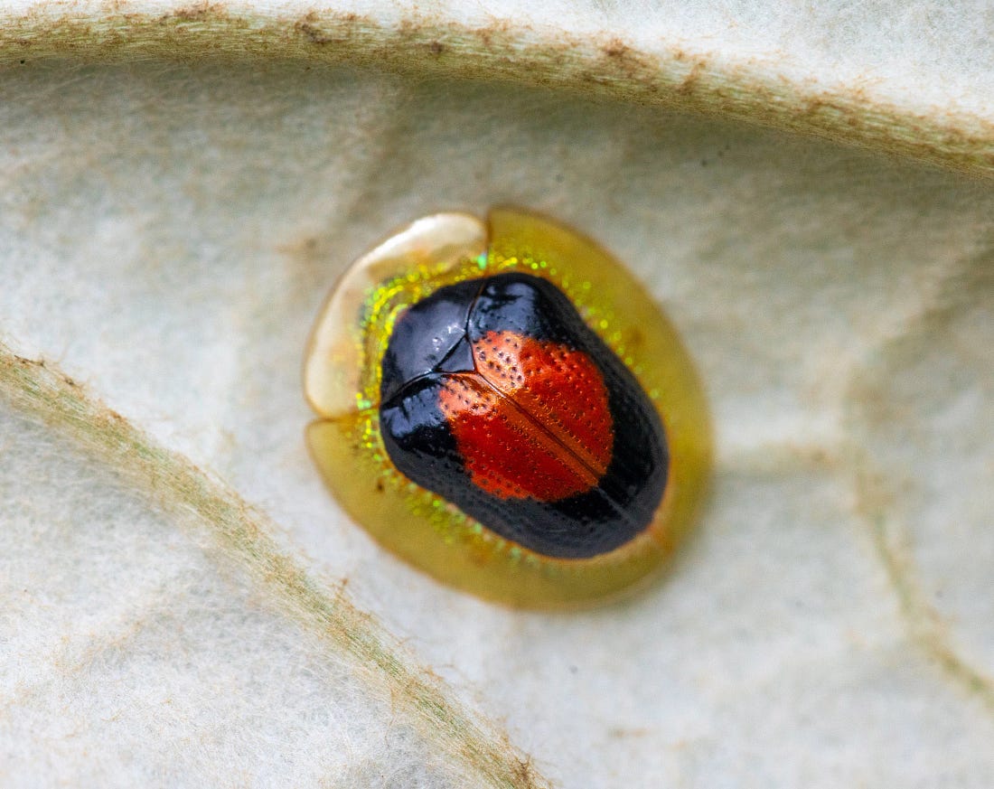Tapinaspis atroannulus tortoise beetle resting on a leaf along the Río Guayabo in Costa Rica, its domed shell edged with a translucent golden margin. Tapinaspis atroannulus tortoise beetle resting on a leaf along the Río Guayabo in Costa Rica, its domed shell edged with a translucent golden margin.
