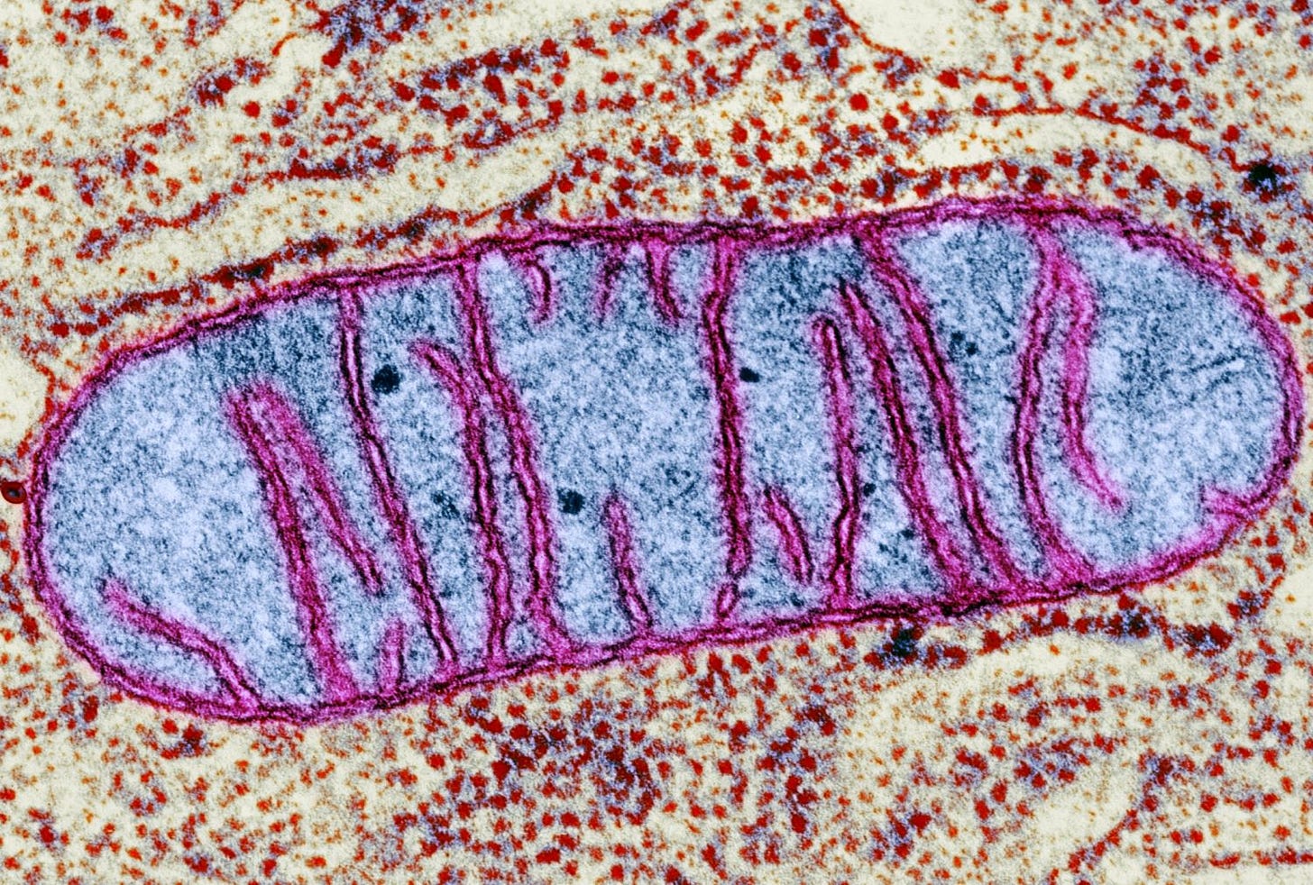 Mitochondria - Power Producers in Cells