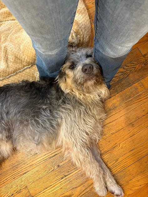 A scruffy muppet-like dog smiles for the camera!