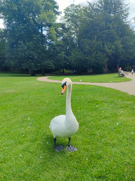 A white pony with dark spots looking left, a signet in a lake, a sheep looking at the camera, a bunny sitting on a haybale, a bird in its aviary, a goat climbing a fence to say hello, a pig smiling at the camera, a swan standing in a grass field, a brown pony looking straight at the camera