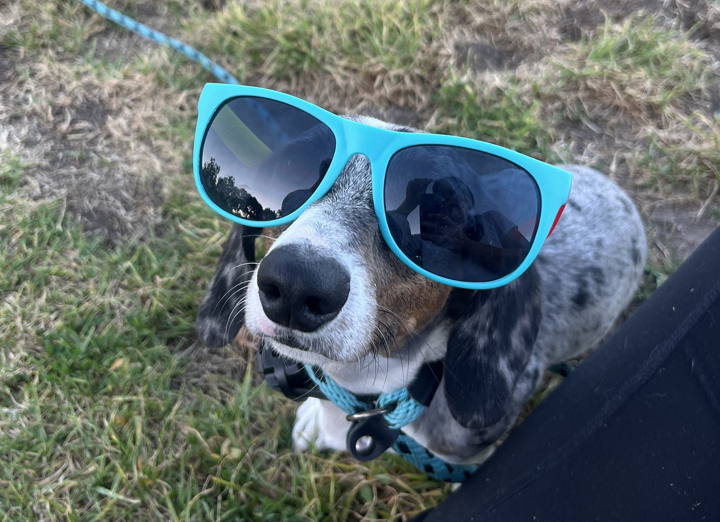 A dappled miniature dachshund wearing teal sunglasses.