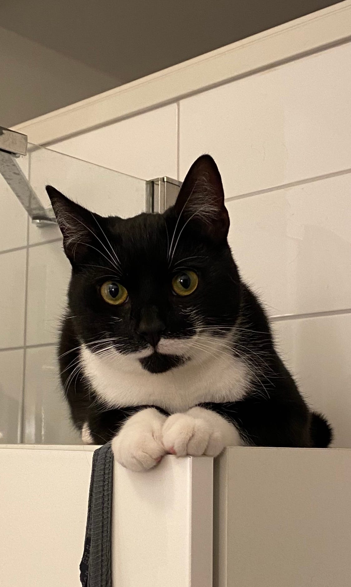 zwart witte kat zit op een kast, in een pose alsof hij een televisiepresentator is
