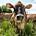 Rocky Ridge Dairy's Blog