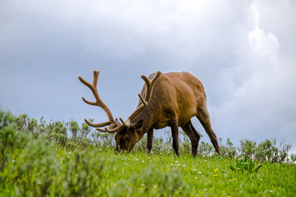 Grazing... | This beautiful elk was grazing in Yellowstone N… | Flickr