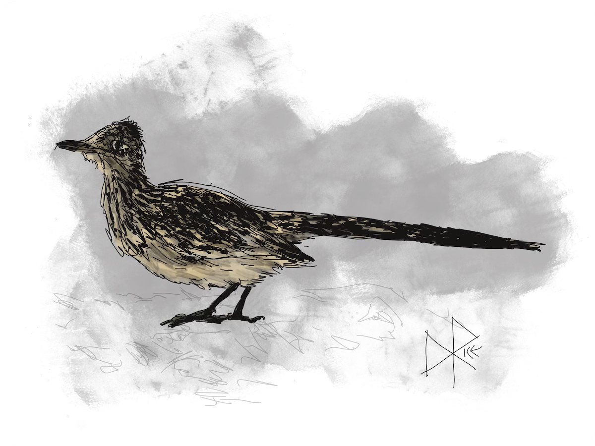 Greater Roadrunners spend most of their lives on the ground hunting lizards, small mammals, and birds. They are very fast runners, leaning over parallel to the ground with their tails streaming behind them. They are weak fliers, but you may see them perched above the ground on fence posts and sometimes telephone wires. Sketch art by Don Rice.