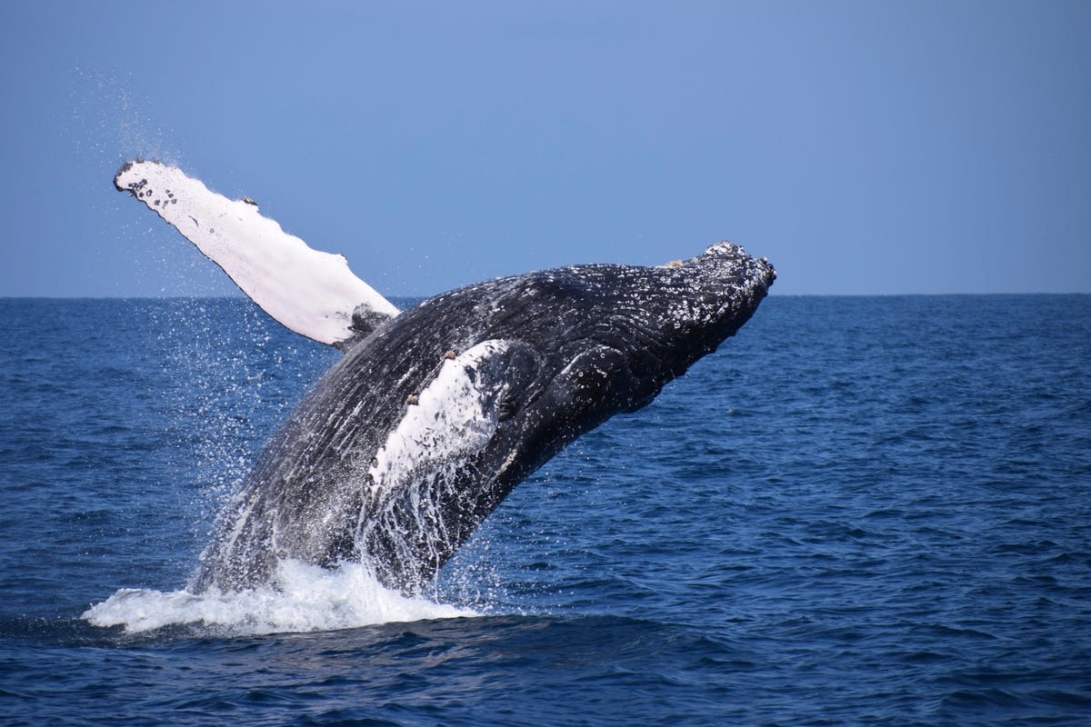 whale jumping