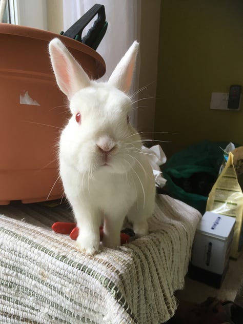 1: white rabbit looks expectantly at camera. 2: a pic of whit rabbits sit invade each other's personal space sitting on a doormat. 3: a sleepy cat with his paw over his face. 4: a tiny cat with big brown eyes looks up at the camera. 5: Snowball the cat sits at a table next to a goblet. 6: a big ginger cat with green eyes is very close to the camera, it looks like a selfie.