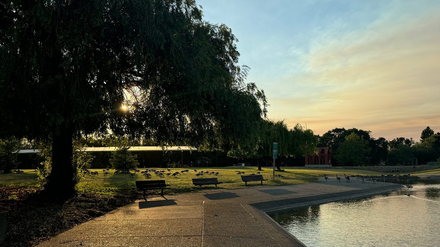 In a park at sunset, walking on the sidewalk next to a lake and a big tree. There are geese and ducks on the grass and in the water.