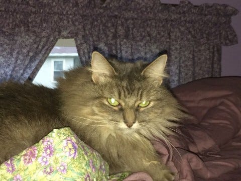 Kali_Loft_Cats'_Eyes_Glow Kali_Loft_Cats'_Eyes_Glow
