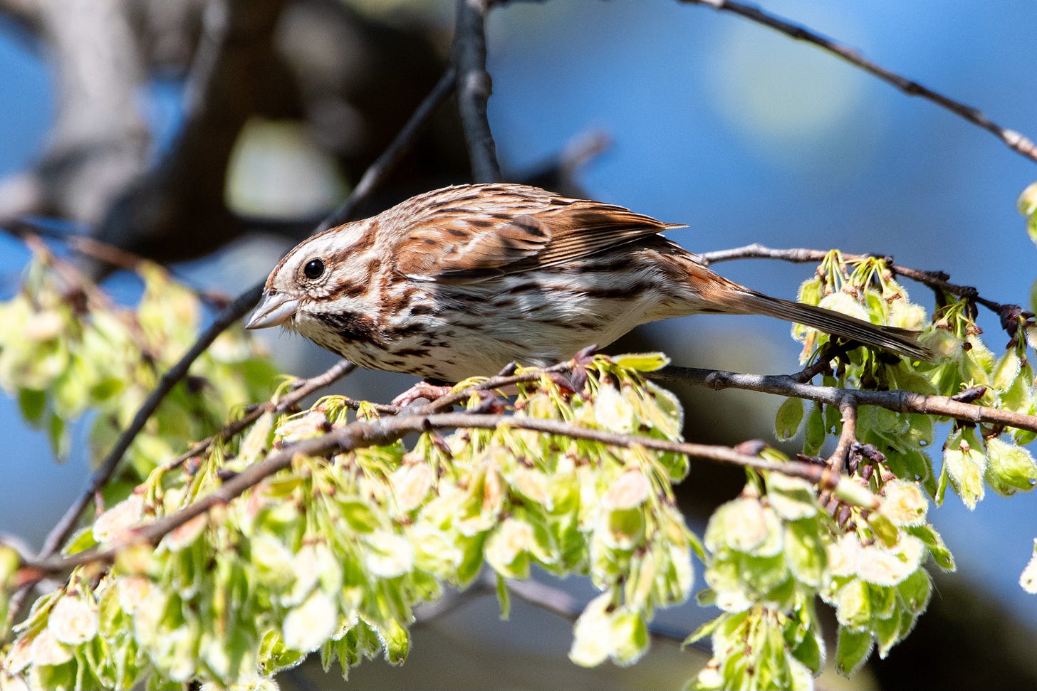 A golden-brown-and-white-streaked bird, holding a half-moon shape, is perched on top of a spray of slippery elm samaras