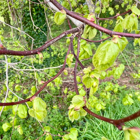 Linden tree
