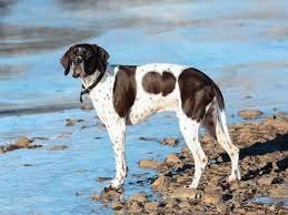 Pointer Dog Breed Guide: Care and ... Pointer Dog Breed Guide: Care and ...
