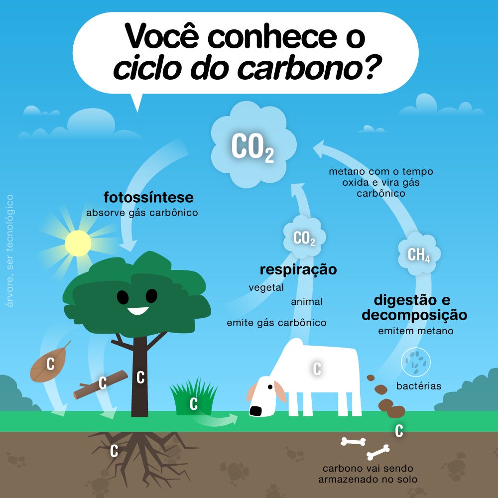 Você conhece o ciclo do carbono?