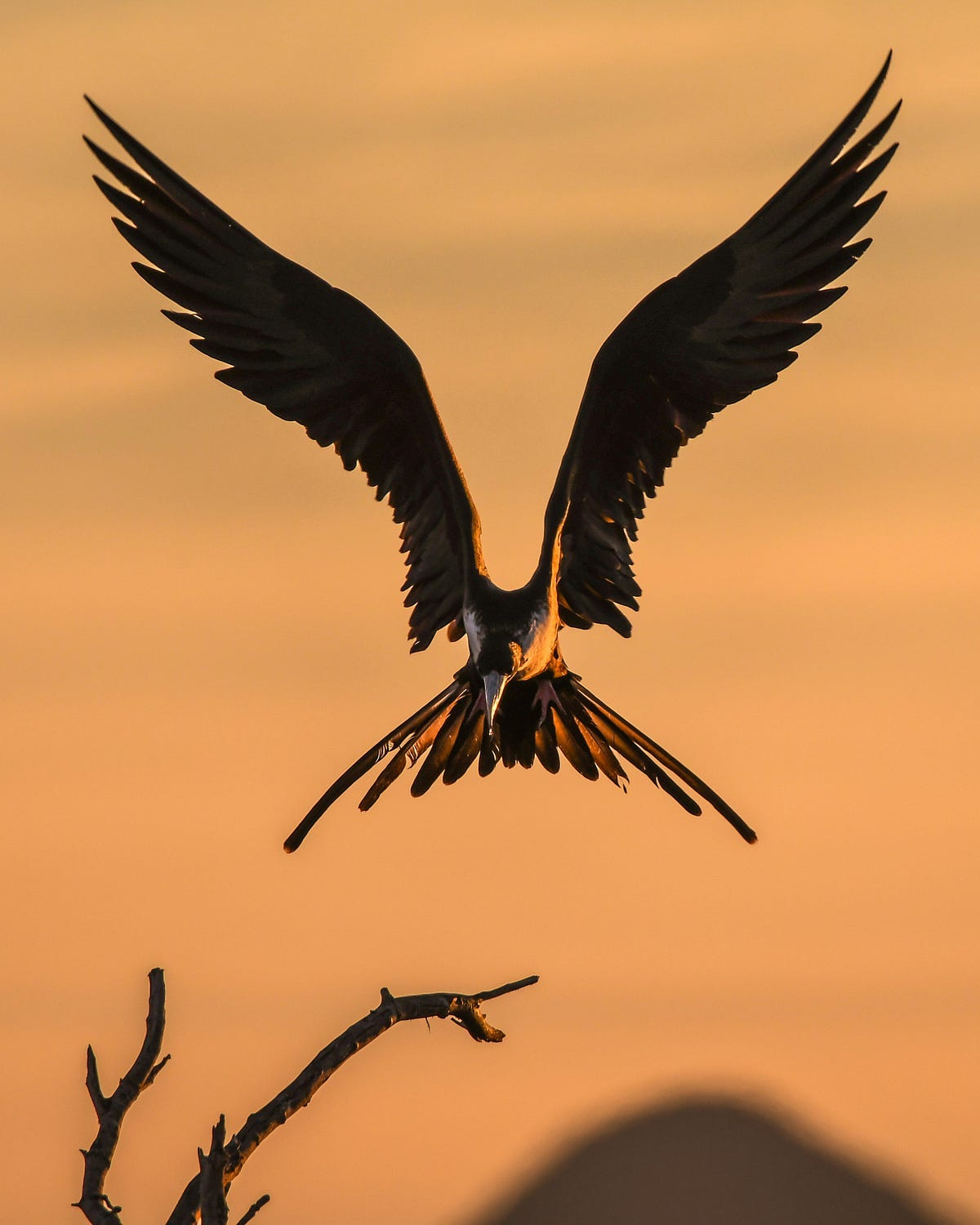 black bird, Raven black bird, Raven
