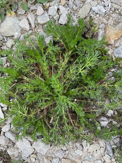 1 pineapple weed, left, 2 yarrow, middle, and 3 poison hemlock, right