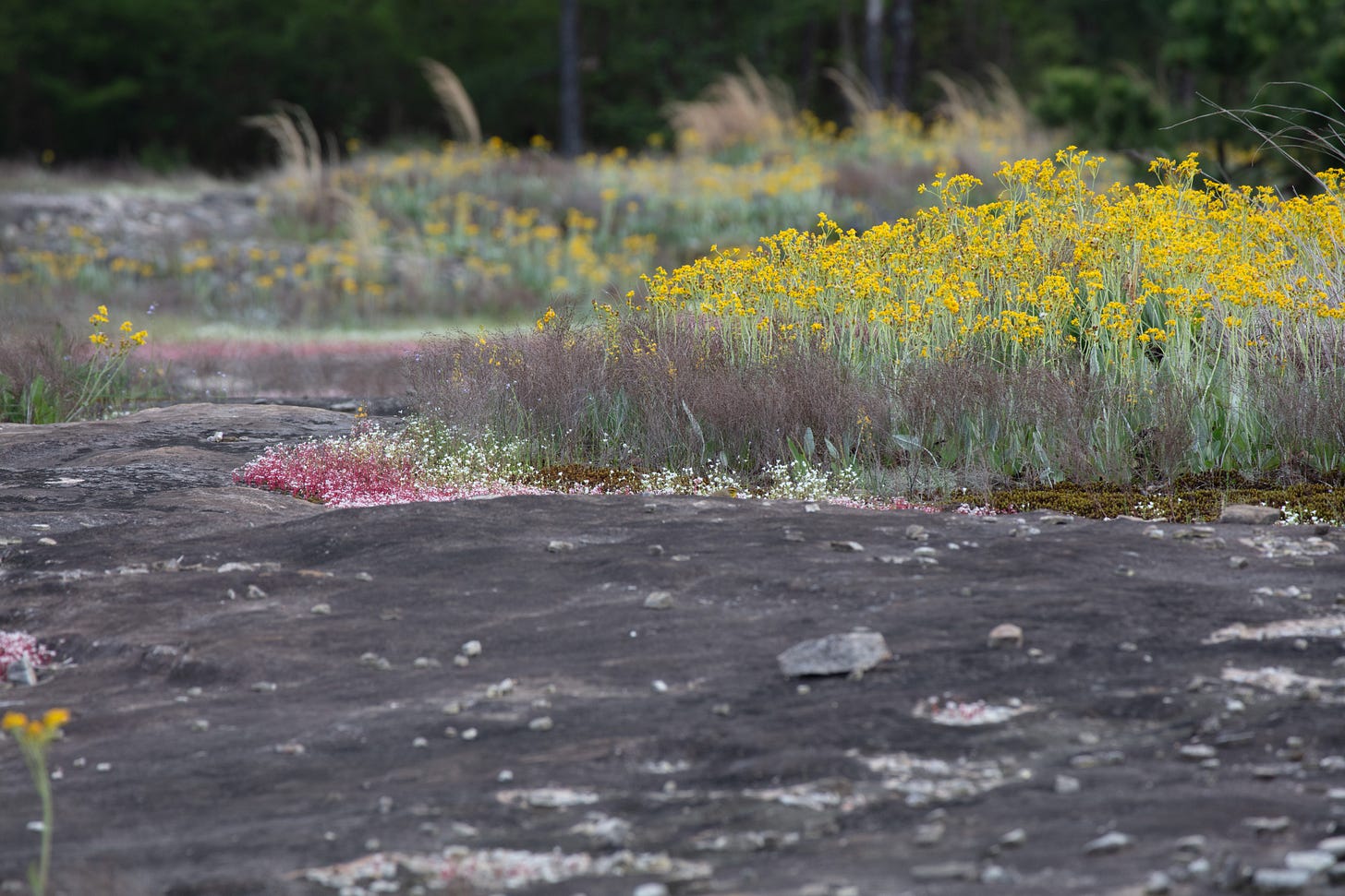 Dark gray flatrock with dish gardens in foreground and soft focus background. There are short red elf orpine with white flowers, sandwort with white flowers, and taking up a good amount of the frame, a large group of woolly ragwort - plants with long soft light green leaves and heads of yellow daisy-like flowers