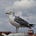 The Flensburg Files's avatar