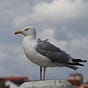The Flensburg Files's avatar