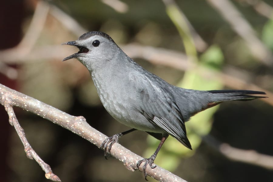 meet my friend catbird