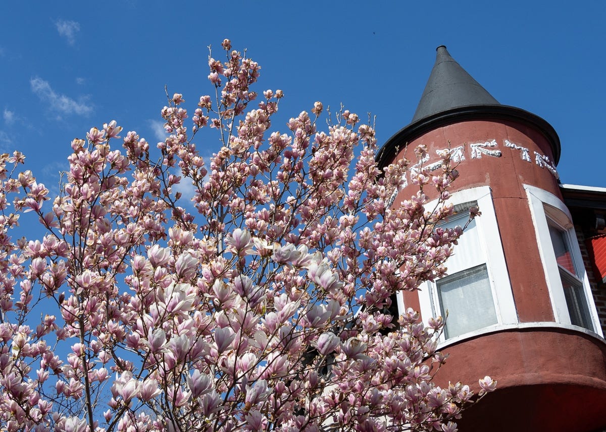 a magnolia tree's pink blooms against the turret of a house a magnolia tree's pink blooms against the turret of a house