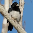 Bird Tour-Forest birds of southeastern Amazonian Brazil-Cone-billed Tanager