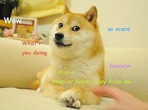 Doge (meme) - Wikipedia Doge (meme) - Wikipedia