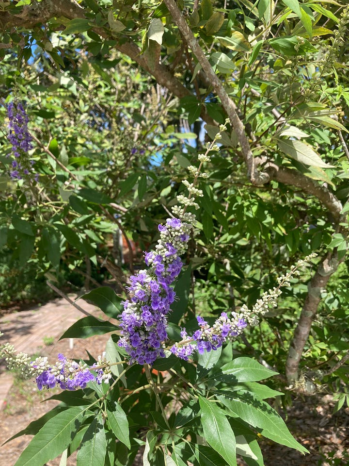 Flowering plants in the Florida-Friendly Landscaping Demonstration Garden that include white flowering pineland heliotrope, yellow flowering greeneyes, purple native porterweed, and orange flowering firebush.