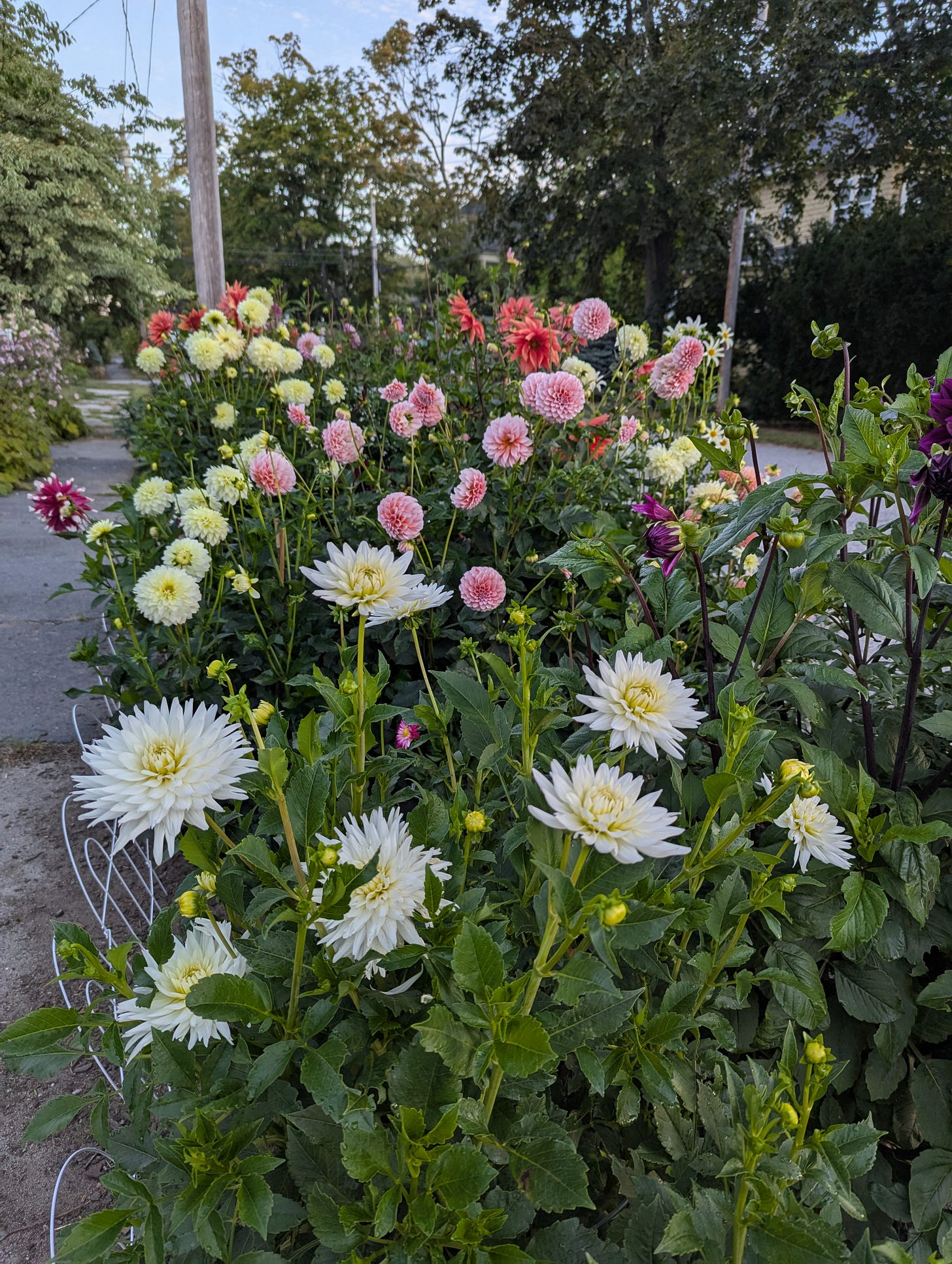Photo of a dahlia garden, many different types and colors of blooming dahlias. Photo of a dahlia garden, many different types and colors of blooming dahlias.