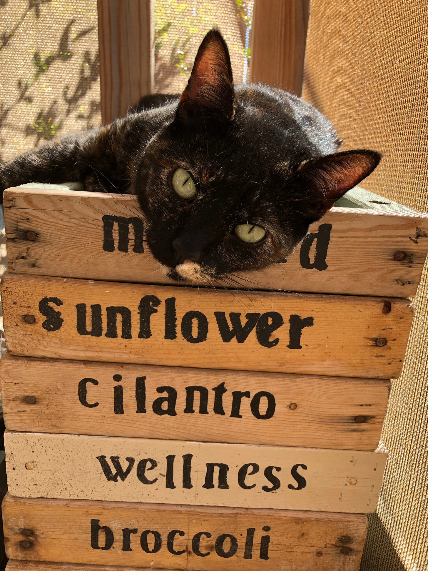 My cat maya found a spot on our old microgreen display trays!