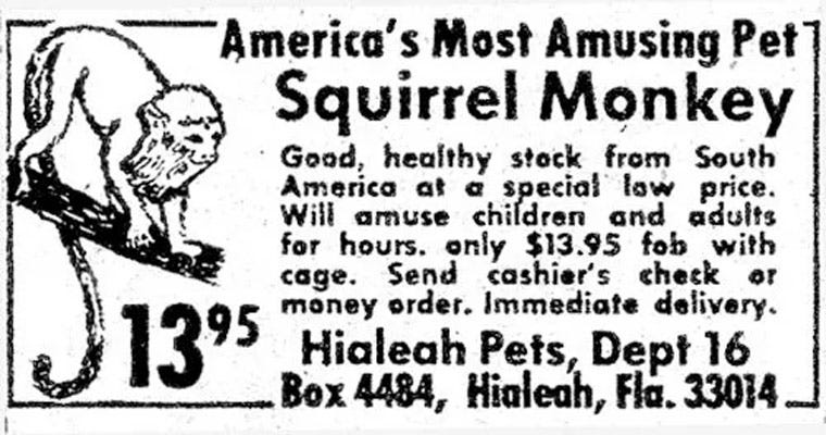 Man's account of ordering a live monkey from comic book ad