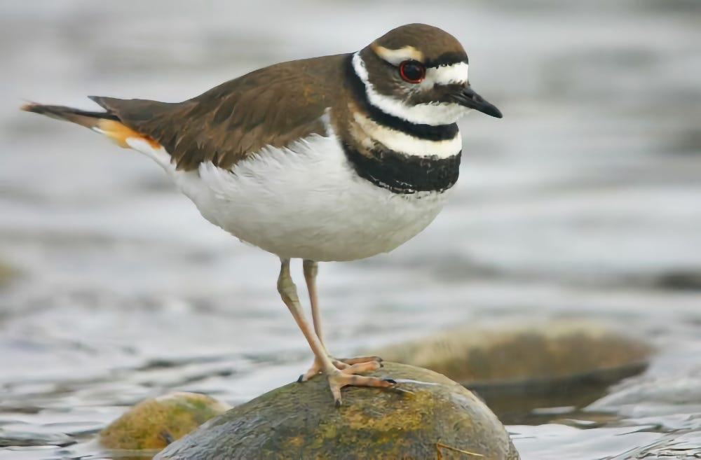 Killdeer (Photo from Ashland University, Ohio)