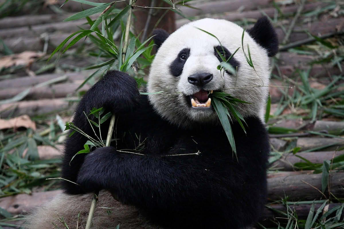 panda – Lille norske leksikon