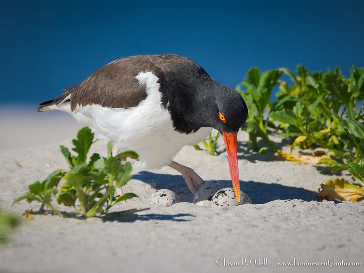 Oystercatcher birds and their chicks