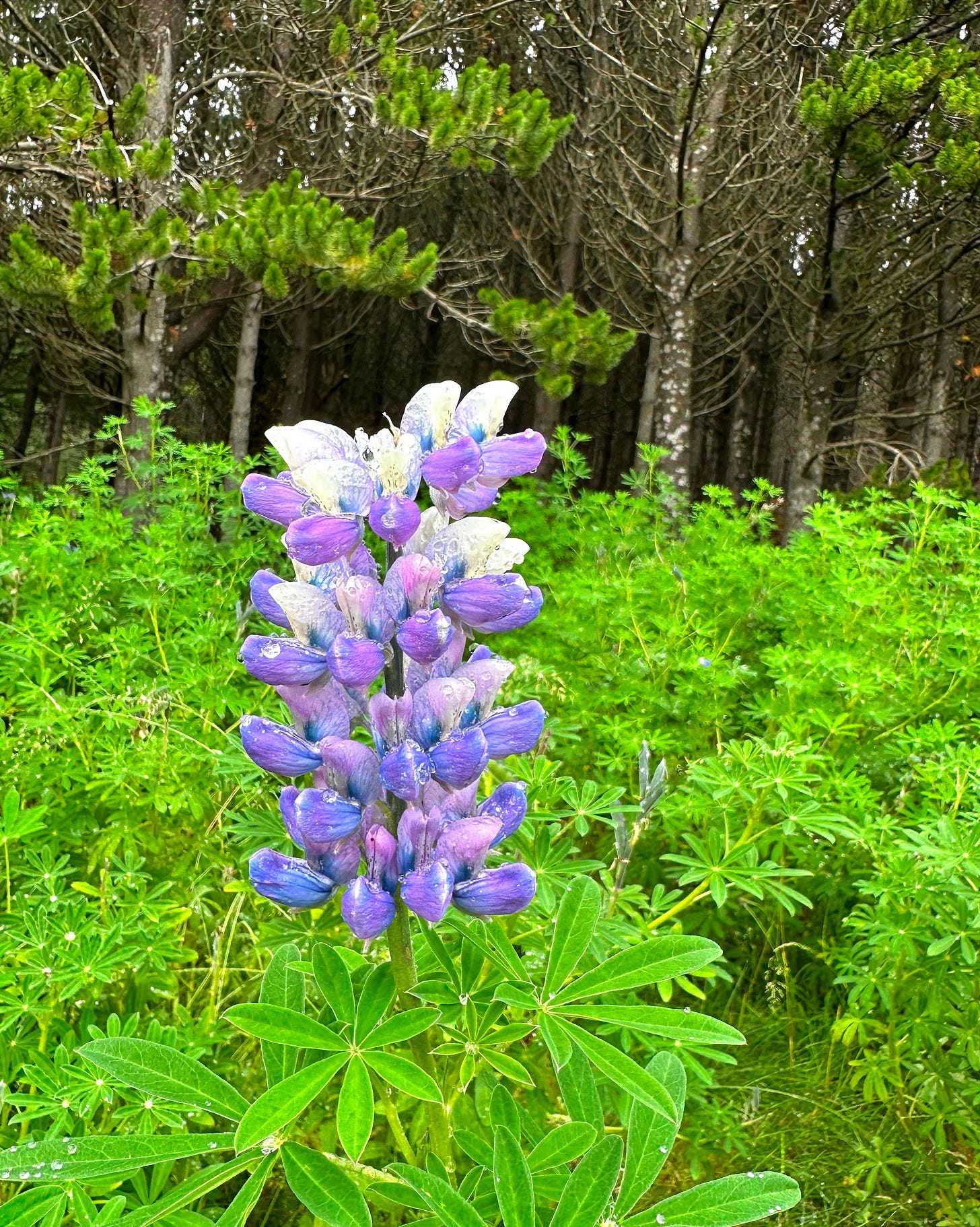 Nootka lupine 