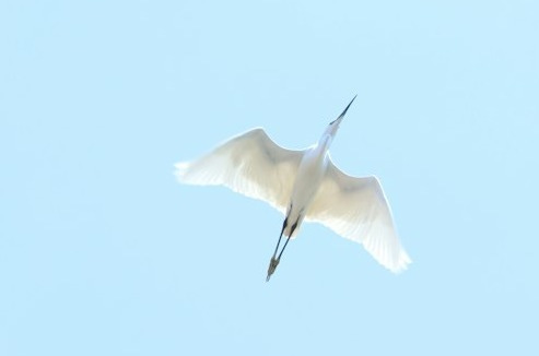 A white bird flies in the clear blue sky.