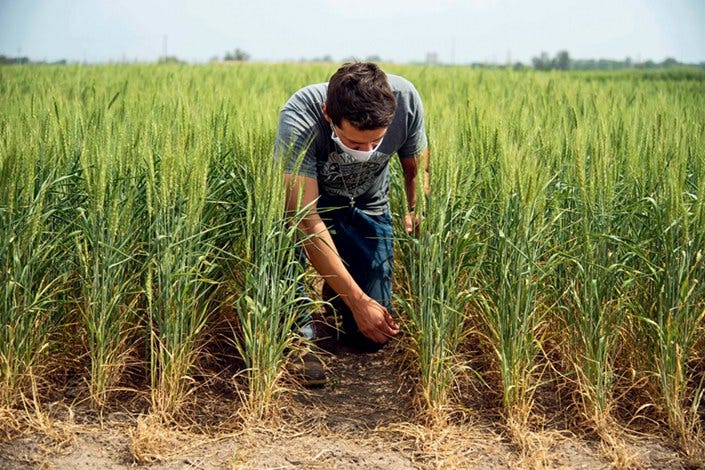 An agricultural expert examines genetically modified wheat at a test field in Buenos Aires, Argentina, on Oct. 15, 2020. GM crops are already grown on a large scale in food-exporting countries such as the United States, Brazil and Argentina. Photo: VCG