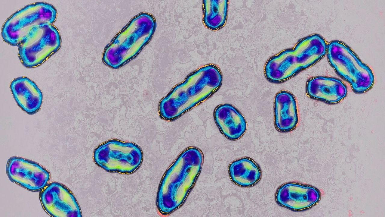 How bubonic plague rewired the human immune system