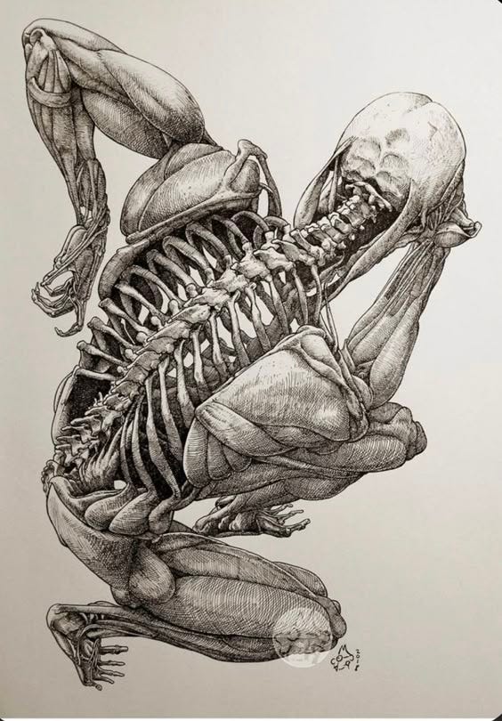 This may contain: a drawing of a human skeleton with an insect on it's back