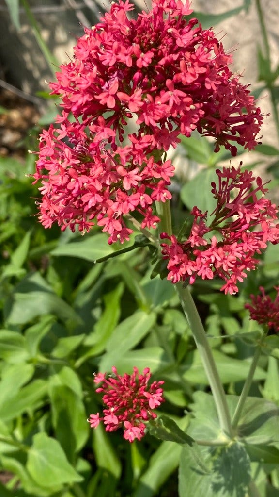 Tiny Red Flowers with Creamy white centers Blooming Profusely Mid-Summer, My Forever Son, 5 Ways Suicide Grief is Different