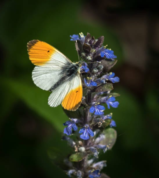 Closeup of an orange tip butterfly on Ajuga reptans Closeup of an orange tip butterfly on Ajuga reptans orange tip butterfly stock pictures, royalty-free photos & images