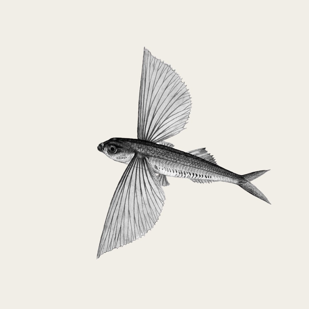 The Flying Fish Substack by Tomasz Goetel The Flying Fish Substack by Tomasz Goetel