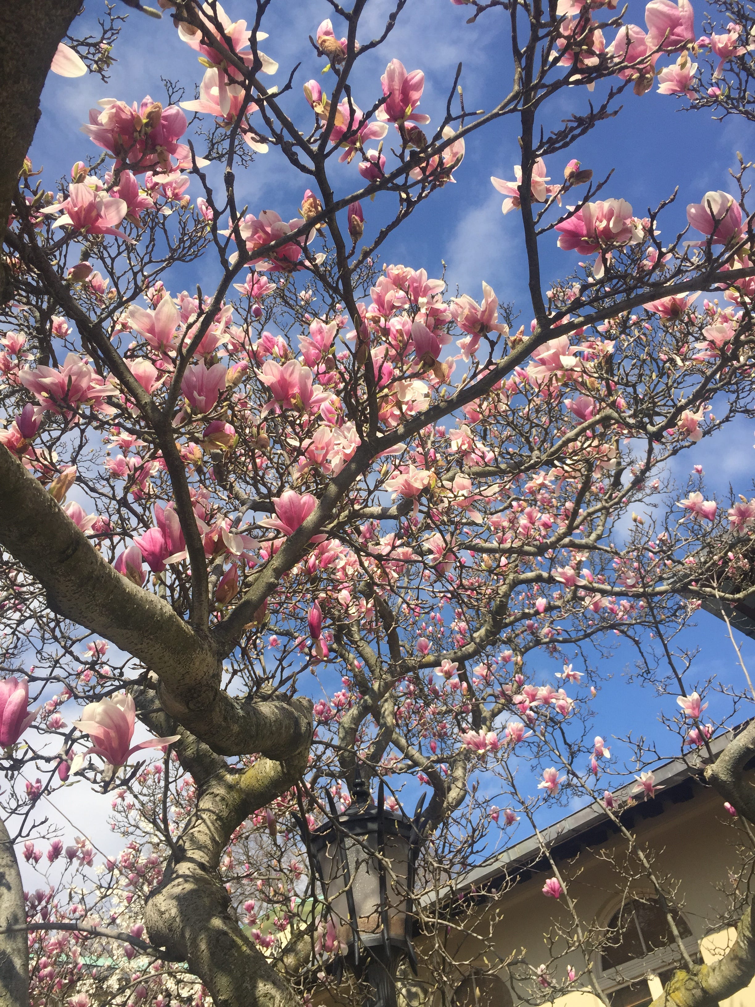 Artwork for Mangalam’s Newsletter