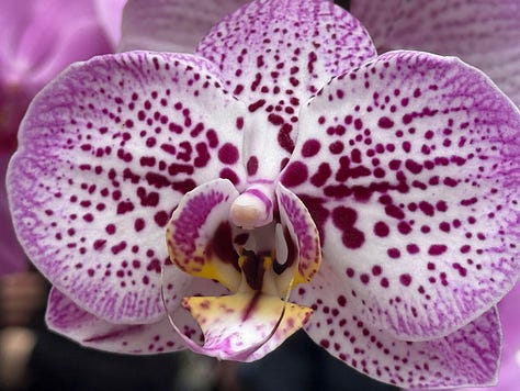 closeups of Orchids