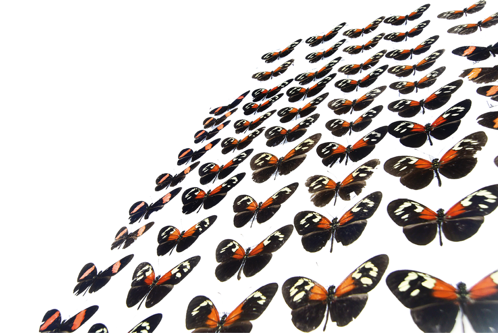 Coleção de borboletas taxidermizadas dispostas em fileiras diagonais sobre fundo branco, apresentando padrão de coloração predominantemente preto com manchas e faixas em tons de laranja, vermelho e branco nas asas, organizadas de forma sistemática típica de acervo entomológico. Coleção de borboletas taxidermizadas dispostas em fileiras diagonais sobre fundo branco, apresentando padrão de coloração predominantemente preto com manchas e faixas em tons de laranja, vermelho e branco nas asas, organizadas de forma sistemática típica de acervo entomológico.