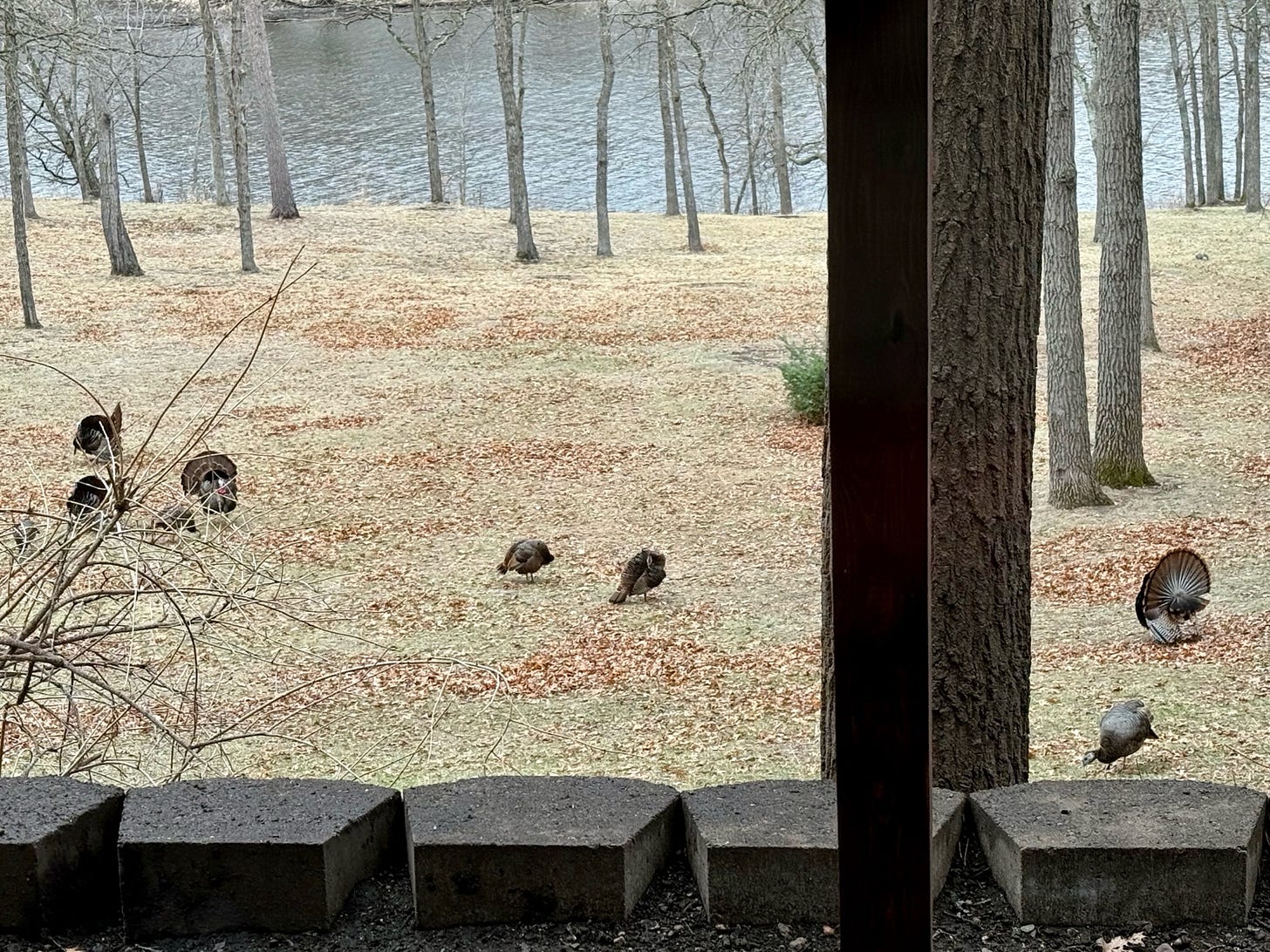 A group of turkeys in a grassy area

AI-generated content may be incorrect.