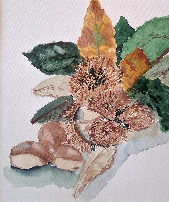 Watercolours and drawings of Autumnal leaves and tree fruit from classes with ELizabeth Tomkins..