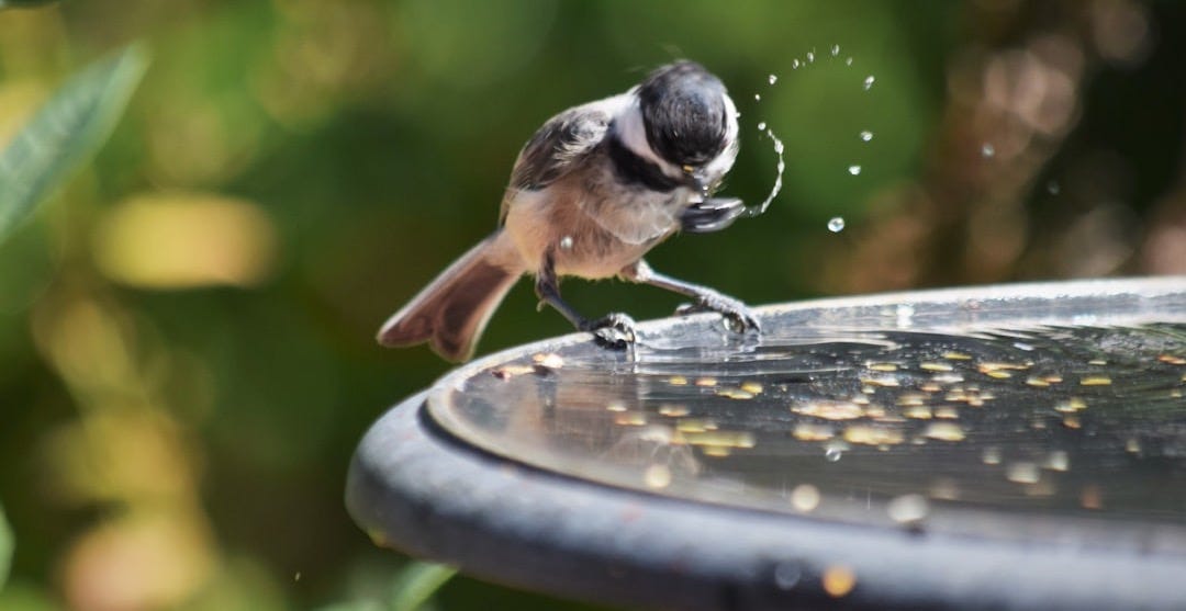 a small bird is drinking water from a bird bath