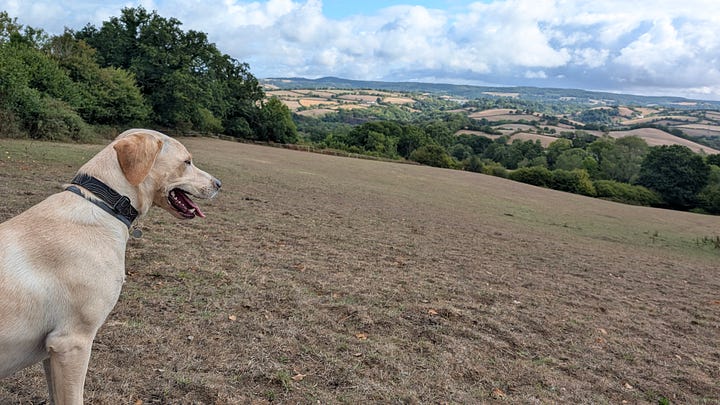 Maggie the golden Labrador enjoying the countryside
