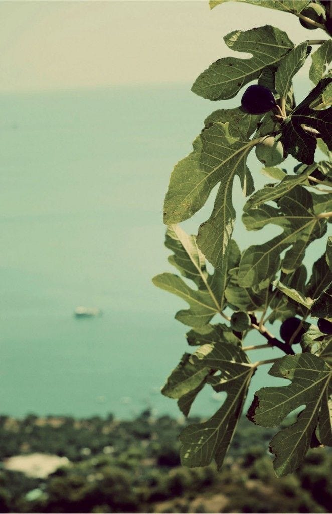 This may contain: an olive tree with the ocean in the background