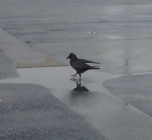 A solitary raven prances in a rain puddle on asphalt.